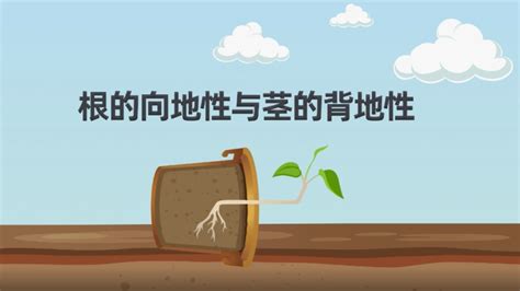 向地|如何解释根的向地性和茎的背地性